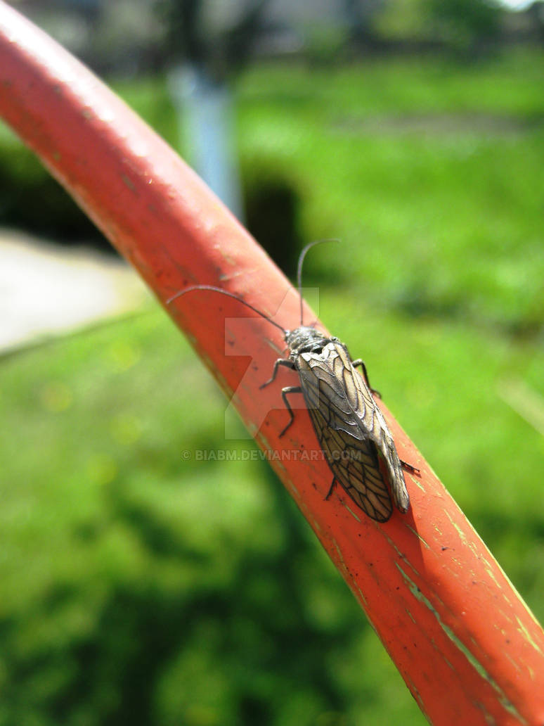 Goanga by biabm on DeviantArt