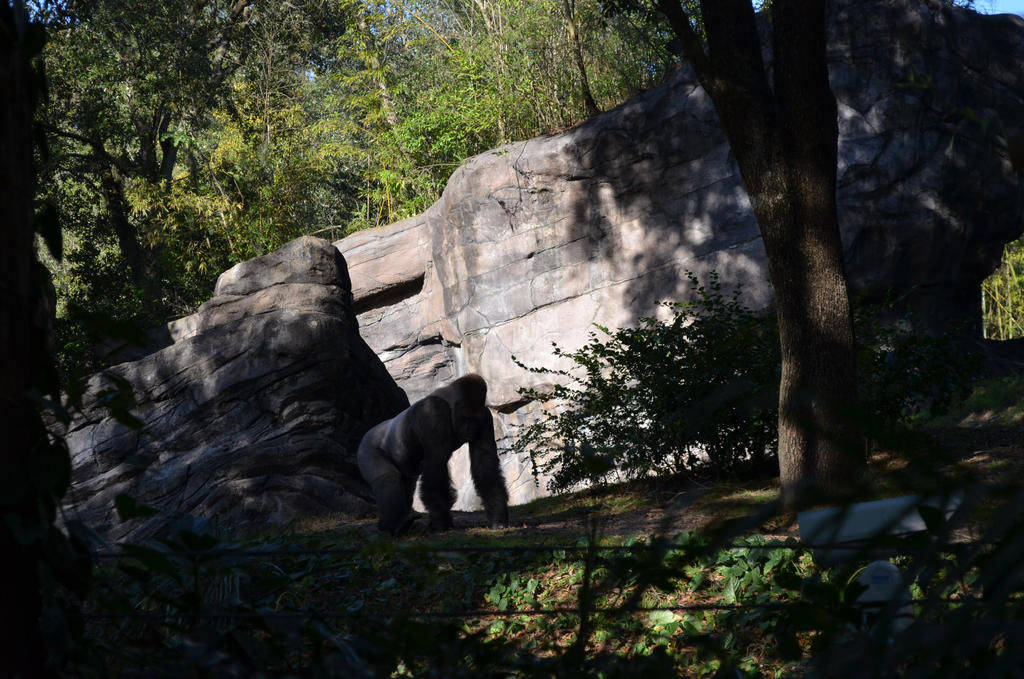 Garilla by torilove8468 on DeviantArt