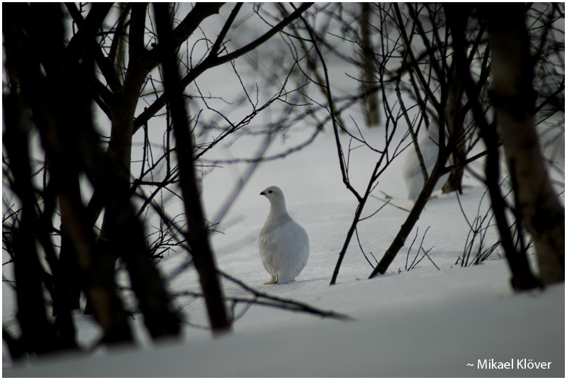 Rock Ptarmigan