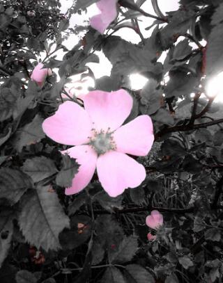 Pink flower