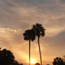 Kissing Palm Trees