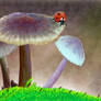 fungi