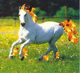 Real Rapidash