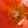 abstraction of rose1