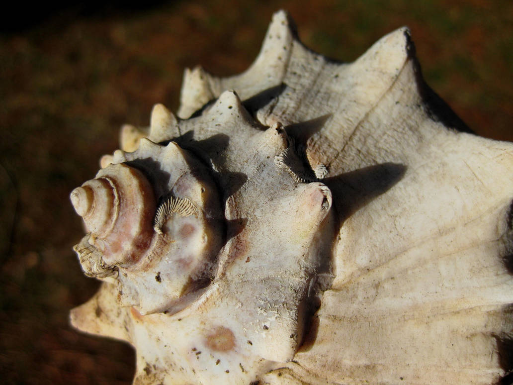 conch 29 by AcrylicArtMeridians on DeviantArt