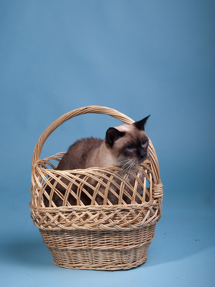 Cat in a basket