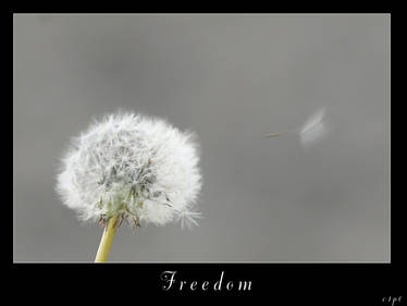 Freedom