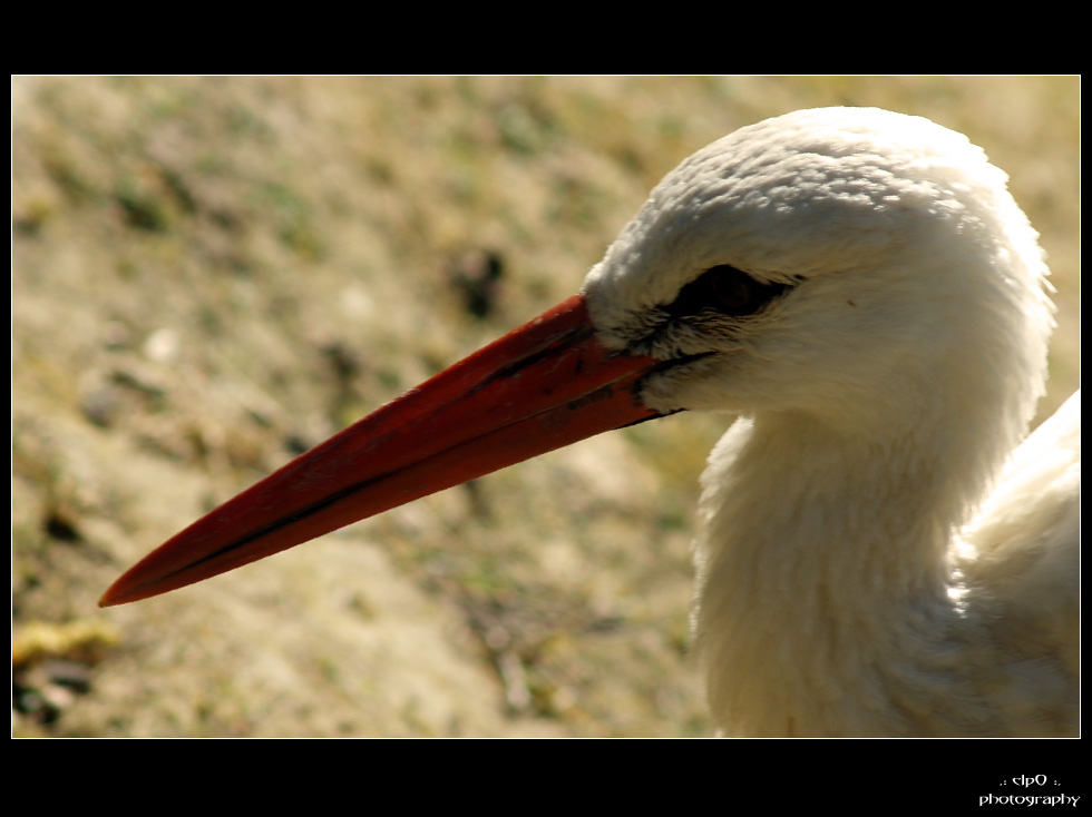 stork