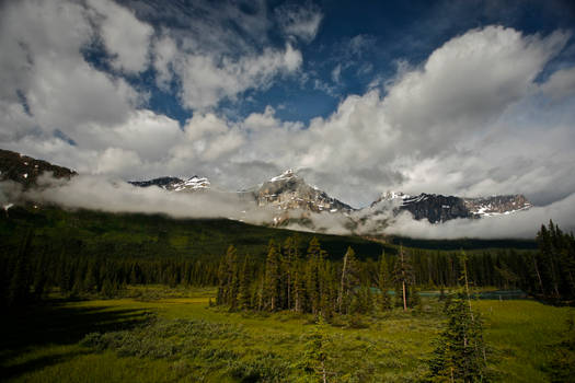 Morning Meadow