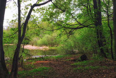 Summer forest