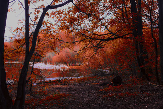 Autumn forest