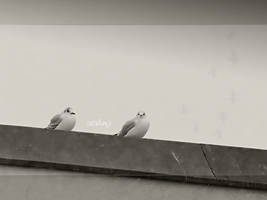 Stalking Wallpaper