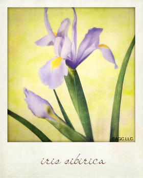 iris sibirica