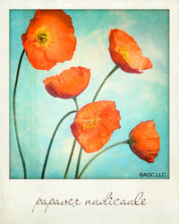 papaver nudicaule