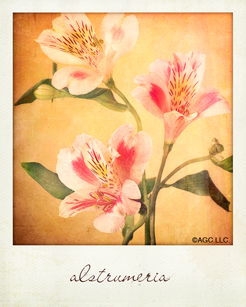 Alstroemeria