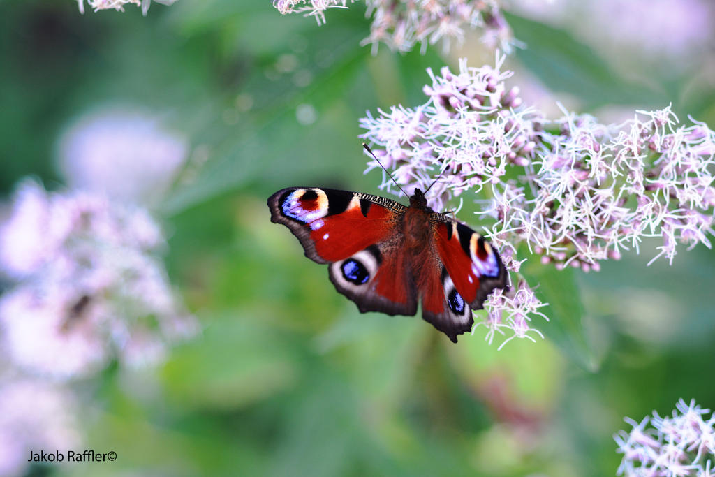 Peacock Butterfly