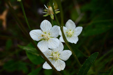 Three White japanese Myrth