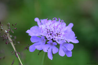 Alpine Flora II