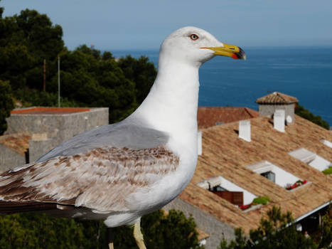 Sea gull