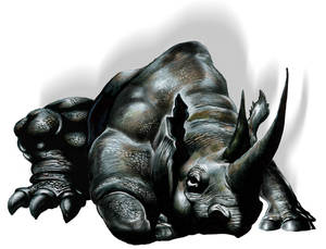 rhino