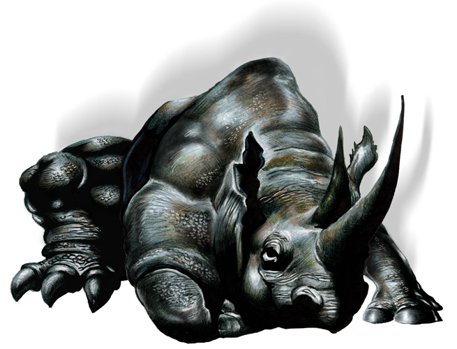 rhino