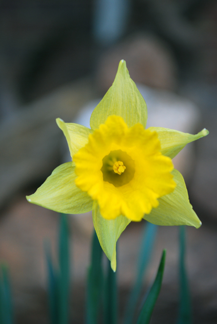 Dancing Golden Daffodils II