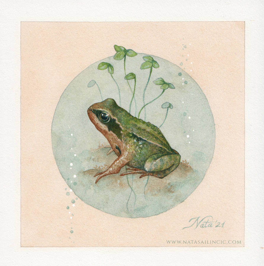 Familiar, Common European frog by NatasaIlincic on DeviantArt