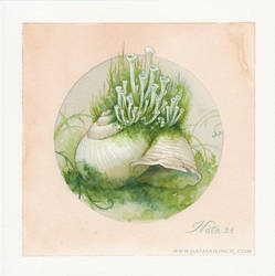 Overgrown, Trumpet lichen