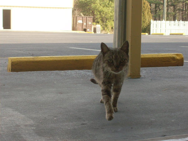 Stray Hotel Kitty