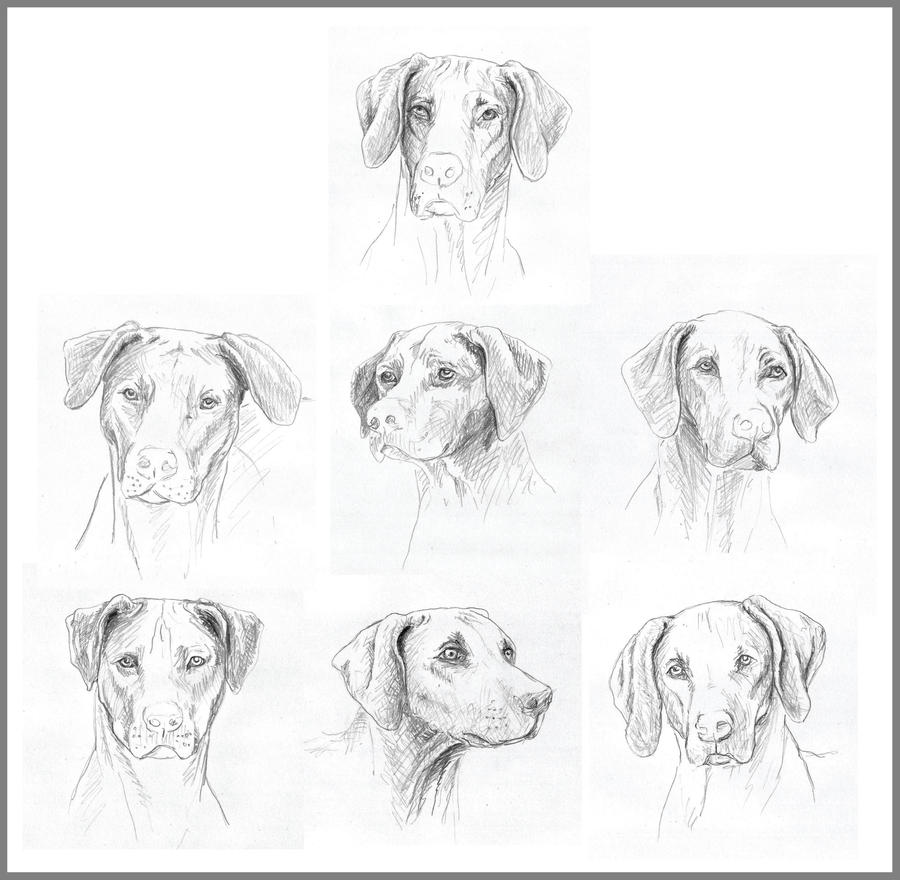 Rhodesian Ridgeback Easy Drawing Rhodesian Ridgeback by sabas2011 on DeviantArt