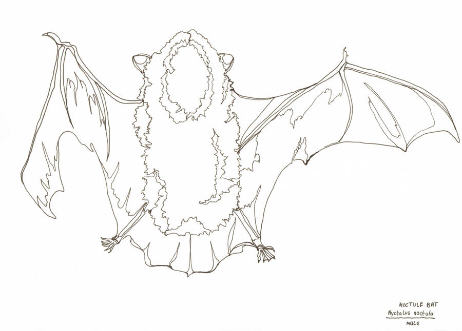 Noctule bat by gingersnaps878 on DeviantArt