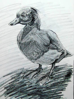 Duck Drawing