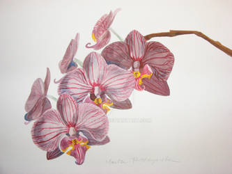 Orchid