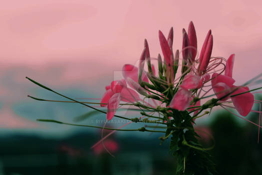 [Pink Flower] - Morning Shoot