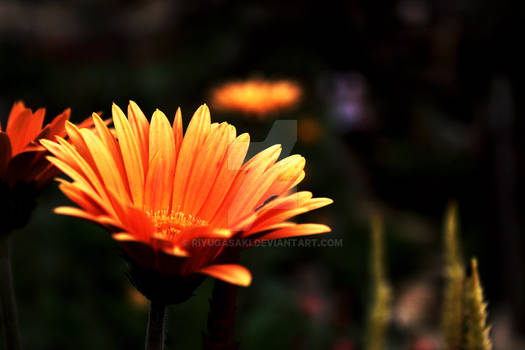 [Orange Flower] - Afternoon Shoot