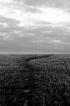 Barren by sine-out