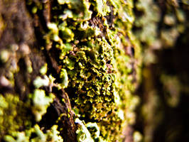 Moss