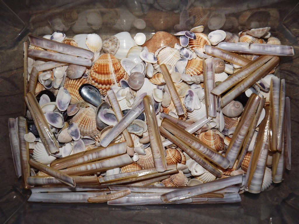 My Greek Shell Collection by Fotinmania on DeviantArt