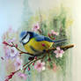 Blue Tit and Plum Blossoms