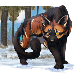 Stray Cat
