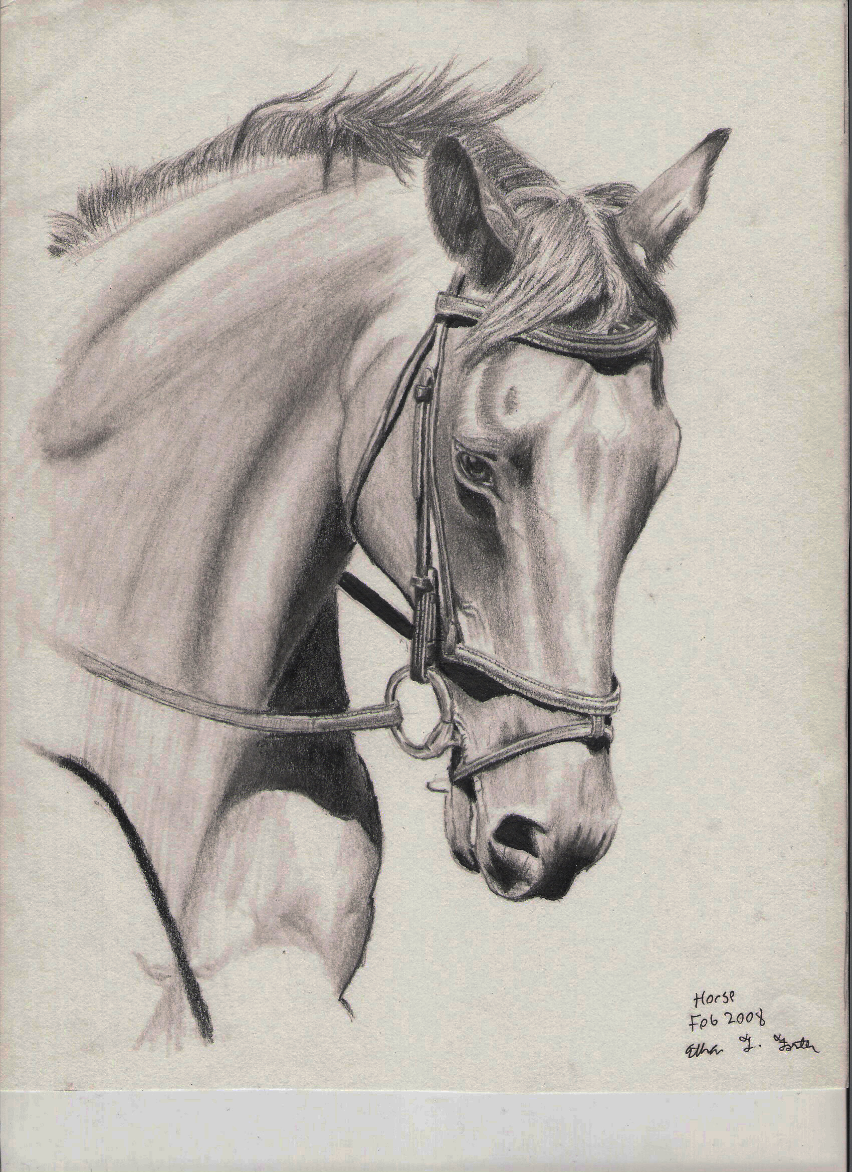 Horse Drawing