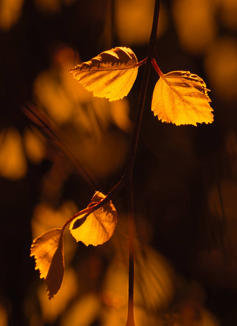 Altered colors by sisfoto on DeviantArt