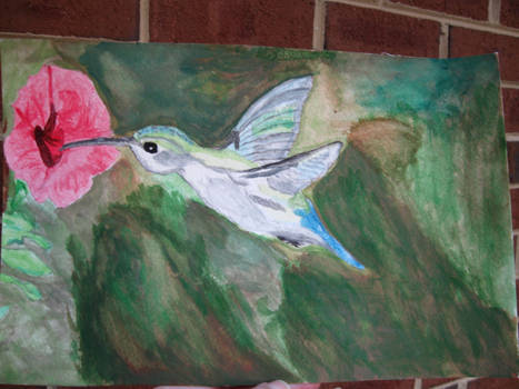 Hummingbird