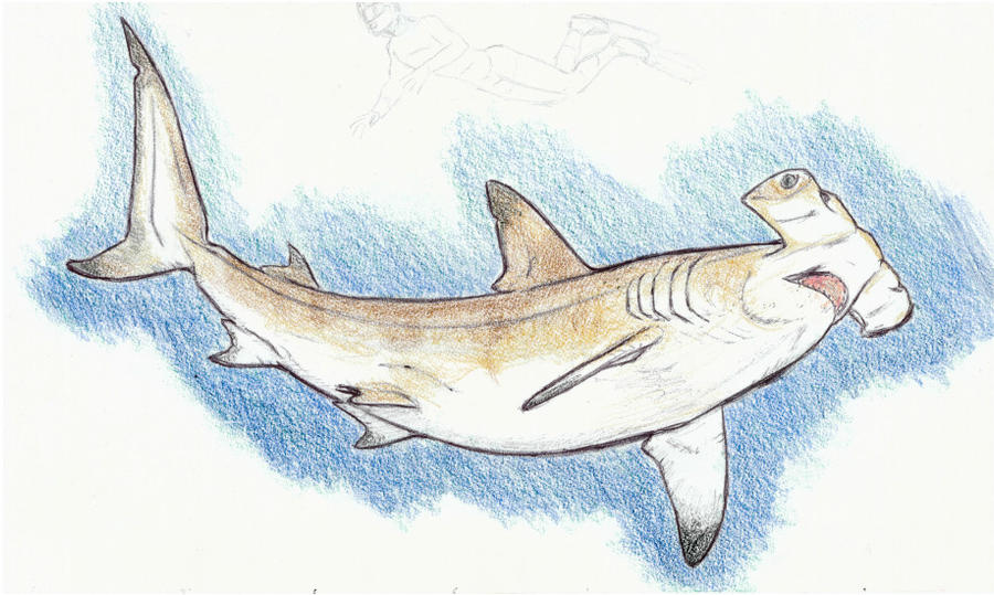 Galapagos Trip Sketches: Hammerhead Shark