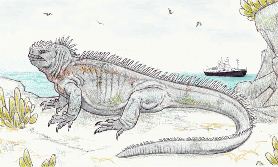 Galapagos Trip Sketches: Galapagos Marine Iguana by DevinNath on DeviantArt