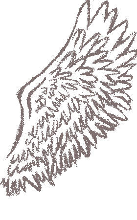 BMP :: Bird Wing by madsuns on DeviantArt