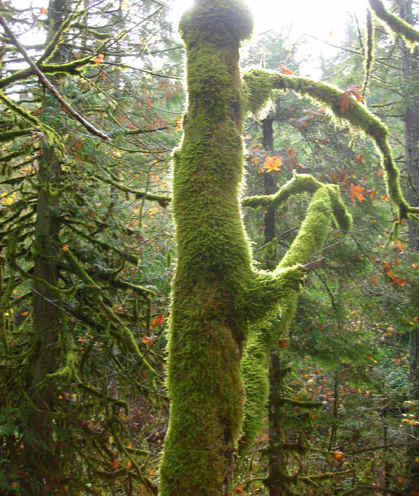 Green Fuzzy Tree by 30245 on DeviantArt
