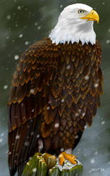 Bald Eagle