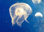 Jellyfish by ShottysniperZ