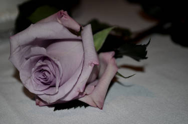 Purple Rose